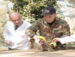 Ankara'nın Puma sevdası