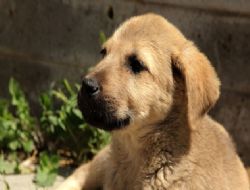 106 ‘can'a sıcak yuva