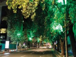 Ağaçları ne kuruttu