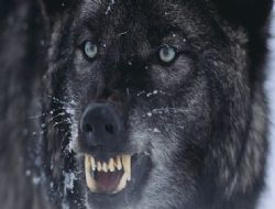 Sürüye kurt saldırdı