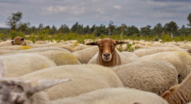 Bakan Yumaklı: Destek konusu performansa dayalı üretim için gerçekleşmiş olacak
