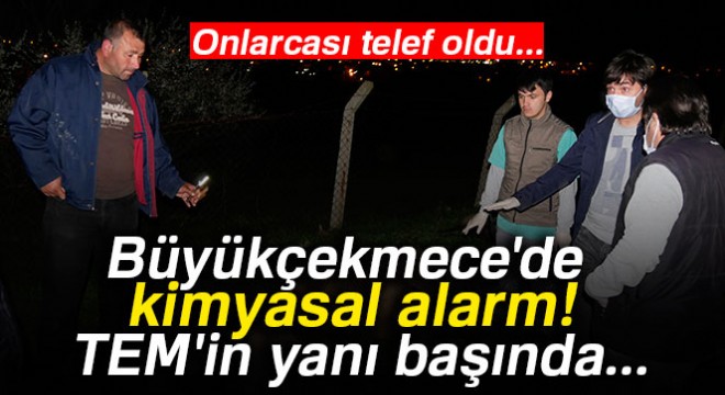 Büyükçekmece'de boş araziye dökülen kimyasal sıvıdan içen hayvanlar telef oldu
