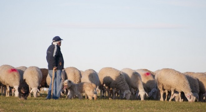 Çobanlar için fuar