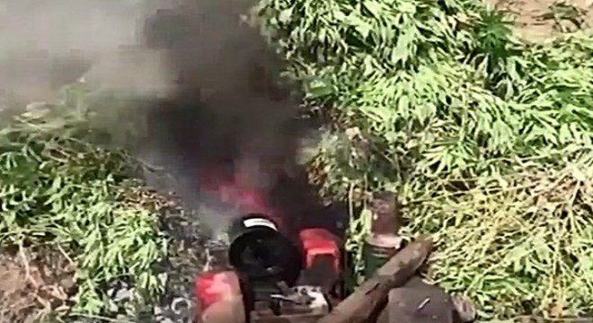 Diyarbakır'da 710 bin kök kenevir ele geçti