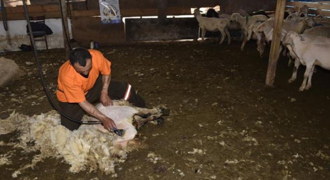 ‘Kırkımcılar günde 400 TL kazanabilir'