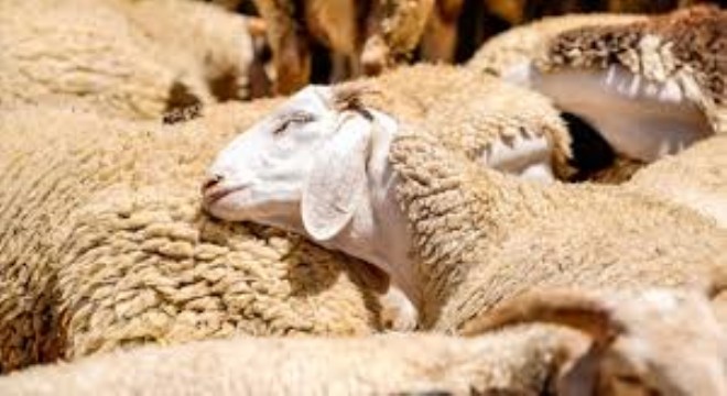 Kurban Bayramı'nda 3,35 Milyon Kurbanlığın Kesilmesi Bekleniyor