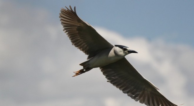 Kuş Cenneti'ne fotoğraf yolculuğu