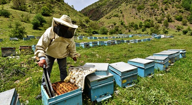 Toprak kokan fotoğraflar