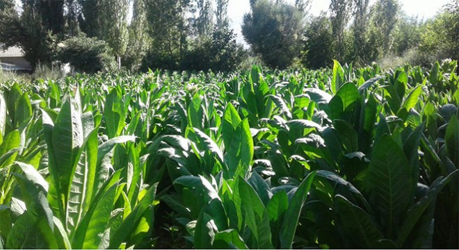 Tütün kırma başladı, hastaneler boşaldı