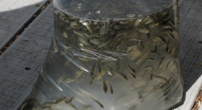 Yavru sazanlar Mavi Göl'e indi