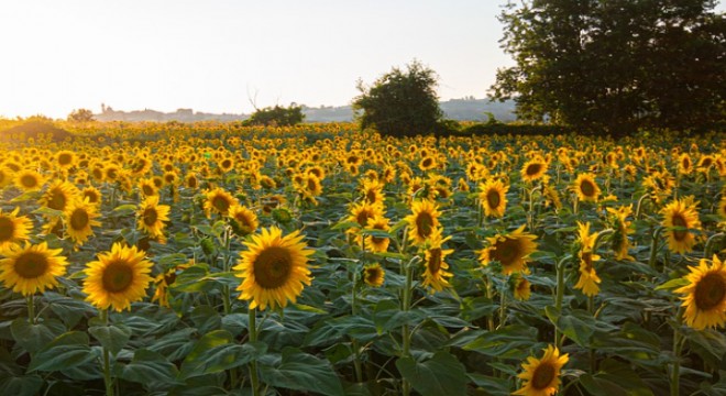 Yağlık ayçiçeğinde destekleme havzası genişletildi