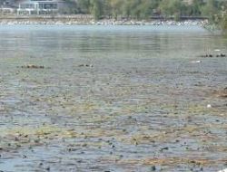 Atatürk Sahil Parkına çekidüzen